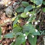 Clinopodium nepeta অভ্যাস