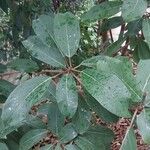 Ficus lutea Blad