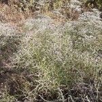 Limonium bellidifolium Hábito