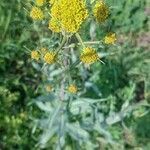 Euthamia graminifolia Flower