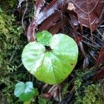 Asarum caudatum Yaprak
