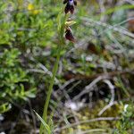 Ophrys insectifera Libunga