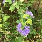 Caryopteris × clandonensis Çiçek