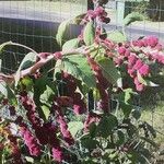 Amaranthus caudatusCvet