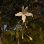 Millingtonia hortensis Virág