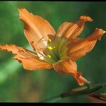 Hippeastrum puniceum Květ