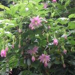 Passiflora × exoniensis Flor