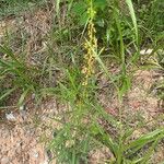 Crotalaria lanceolata Beste bat