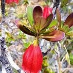 Thiollierea campanulata Virág