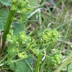 Alchemilla xanthochloraFlower