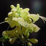 Oxera sulfurea Blüte