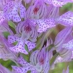 Neotinea tridentata Blüte