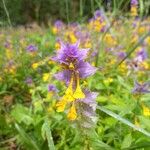 Melampyrum nemorosumFlower