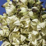 Yucca schidigera Floare