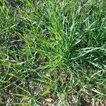 Elymus pungens Leaf