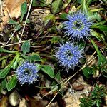 Globularia vulgaris 花