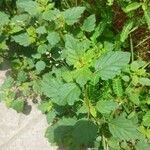 Boerhavia erecta Leaf