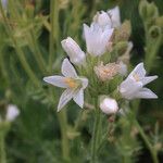 Polemonium foliosissimum Fiore