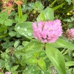 Trifolium pratense Квітка