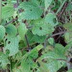 Stachys sylvatica Blad