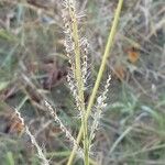 Echinochloa crus-galli Fruit