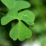 Oxalis stricta Folio