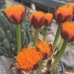 Scadoxus puniceus Flor