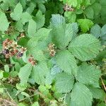 Rubus bloxamii
