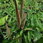 Asclepias curassavica Fruit