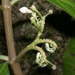 Solanum rovirosanum Кара