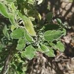 Salvia fruticosa Folha