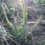 Crepis acuminata Habitatea