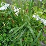 Allium triquetrumLeaf