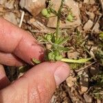 Galium tricornutum Frucht