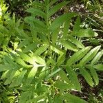 Angelica razulii Leaf