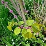 Cercis chinensis Leaf