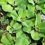 Pistia stratiotes Blatt