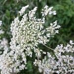 Daucus carotaപുഷ്പം