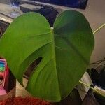 Monstera deliciosa Листок