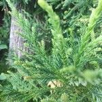 Cryptomeria japonica Feuille