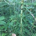 Equisetum telmateia Corteza