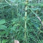 Equisetum telmateia Cortiza