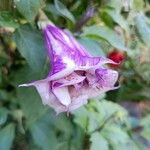 Datura metel Kwiat