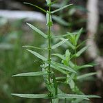 Ammannia latifolia Hábito