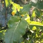 Sonchus oleraceusJani