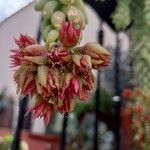 Sedum morganianum Kvet