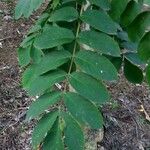 Acrocarpus fraxinifolius Blad