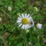 Erigeron annuus花