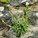 Arabis collina Habit