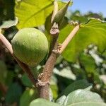 Ficus auriculata Fruit